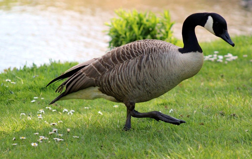 canada goose, wild goose, greylag goose-7983115.jpg